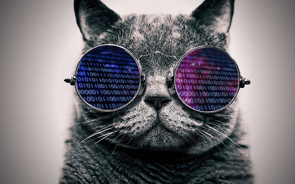 Download Cat Face Glasses