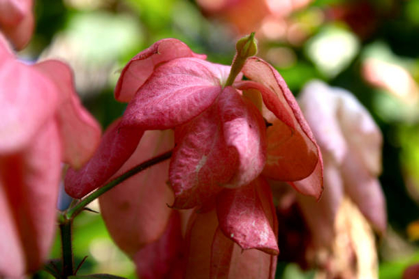 Download mussaenda flower3.jpg