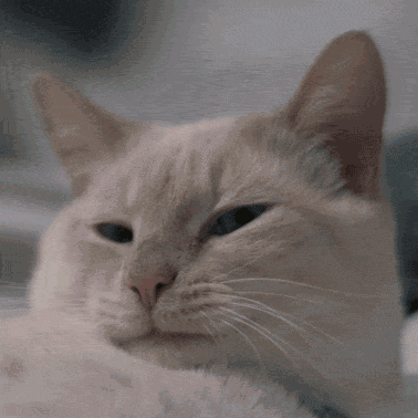 Download timg.gif