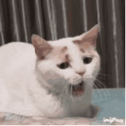 Download f6cd7d3eb80e7bec2eb2fb23212eb93899506bd2.gif