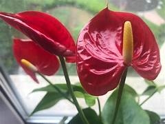 Download anthurium flowers4.jpeg